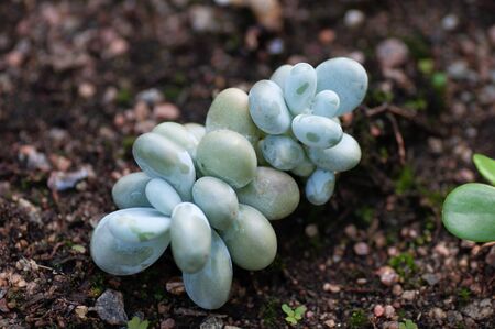 Green Sedum Succulent House Plants Arrangement on the ground.の写真素材