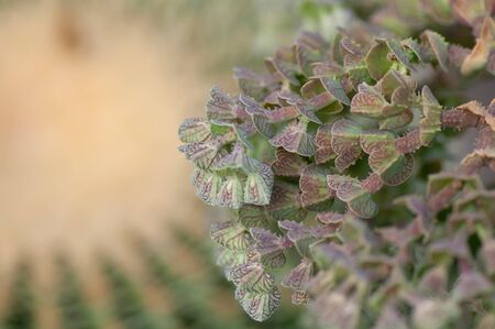 Succulent with green blue square leaf and blurred cactus.の写真素材