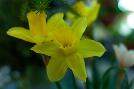 bunch of Narcissus. yellow corolla with a central yellow corona