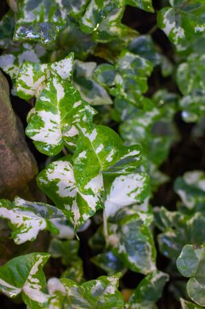 Ivy plants, leaves of different shades of green, heart shape, texture, background garden.の写真素材