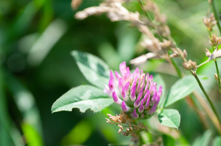 Pink clover flower blossomed in the meadow