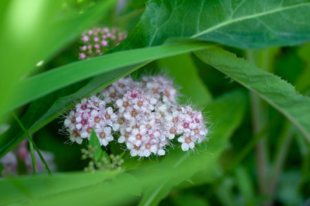 Spiraea pattern with leaves on background. Blooming spirea pink small flowers growing in summer...