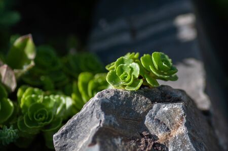 Hazy green leaves of a Kalanchoe succulent on the rockの写真素材
