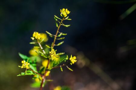 Yellow grass flower and green grass on black blur backgroundの写真素材