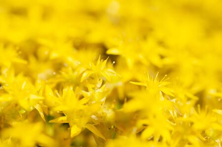 Yellow carpet of sedum lineare inflorescences of yellow flowersの写真素材
