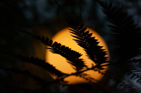 Light in dark garden night. Old lamp behind the leaves. Dramatic dark light.の写真素材