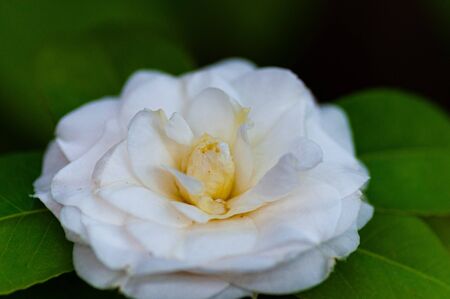 Blossom of white camellia , Camellia japonica with green leaves behind.の写真素材