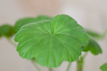 Close up of geranium with bright green leaves. Botanical macrophotography for illustration of geranium.の写真素材