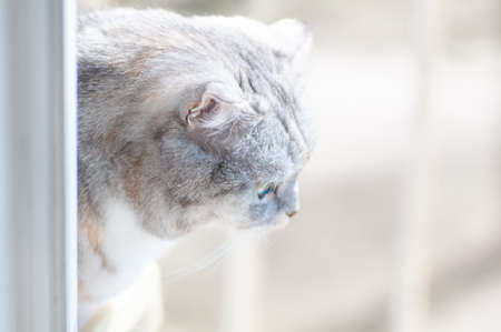 Fluffy gray beautiful adult cat, breed scottish-fold, close portraitの写真素材