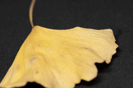 Macrophotography of Yellow ginkgo leaf on black background.の写真素材