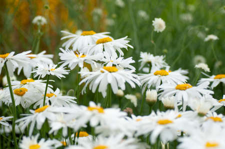 Flowerbed with the white daisy flowers.の写真素材