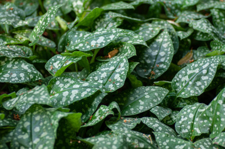 Green spotted leaves of pulmonaria saccharata in the garden. Botanical photography for illustration...