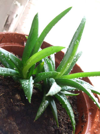 Aloe plant with water drops in the potの写真素材