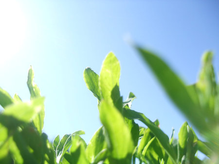 Spring or summer landscape, green grass on the blue sky background