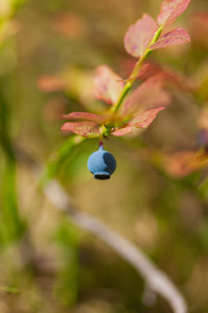 Wild bilberry in the spruce forest. Ripe berry on the bushの写真素材
