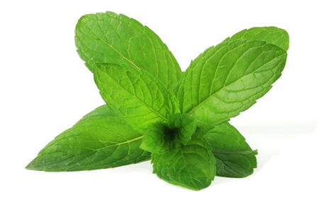 Pepermint (Mentha Ã piperita) leafs isolated on white.の写真素材