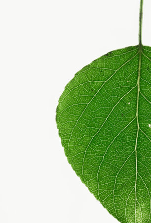 Close up view of half of a green leaf and veins isolated on white