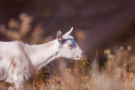 autumn time. A young white goat eats high yellow driy grassの写真素材