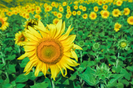 one sunflower above others on the field full of blooming flowers on a background sunsetの写真素材