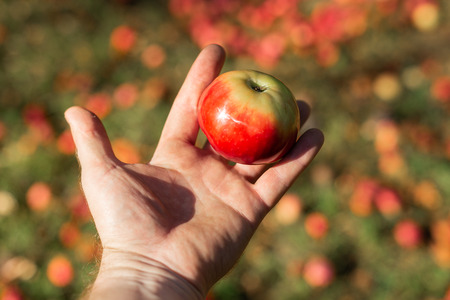 Organic vegetables. Fresh organic apples in the hands of farmer, Harvesting apples. The concept of agricultureの写真素材
