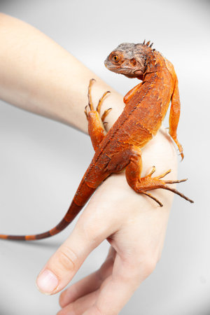 Woman holding orange red colorful iguana in her hand, closeup, on grey backgroundの写真素材