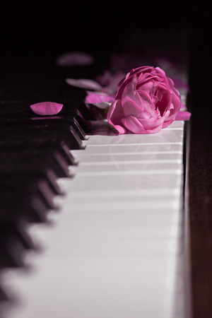 pink beautiful rose on piano keyboard. Music background, closeup, side viewの写真素材