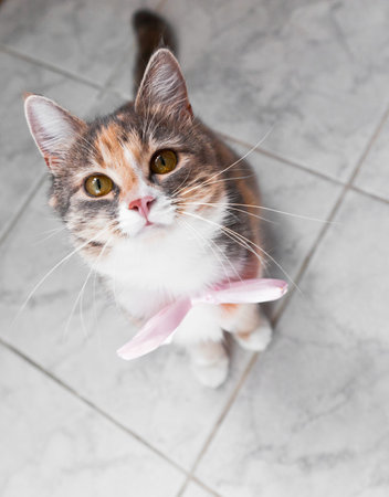 Cute portrait of cat wearing pink ribbon bow looing up into the camera on tile floor background