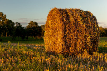 Hay bale. Agriculture field with sky. Rural nature in the farm land. Straw on the meadow. Wheat...