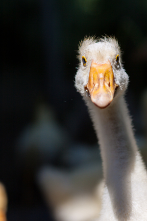Close-up of the head and neck of white goose on a farm at sunny dayの写真素材