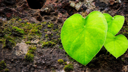 Leaf