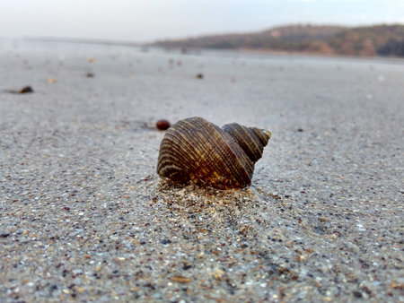 Sea Shell