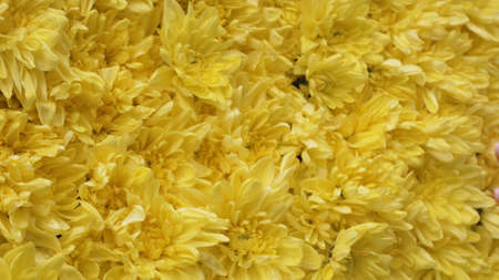 Close-up yellow of flowers bloom.の写真素材