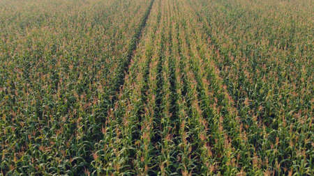 The drone flies over a ripe corn field, monitors the condition for an agronomist, new technologies in the agricultural sector. Vegetable food productionの写真素材