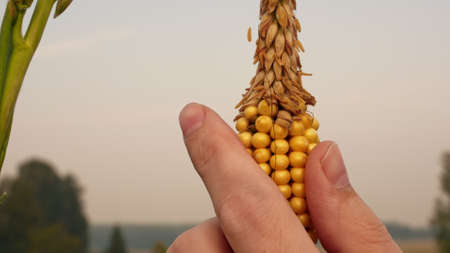 Close-up male hand touches the corn cob, checks the maturation of corn seeds. Agranom checks the growth and development of the corn crop in the field.の写真素材