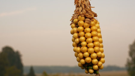 Close-up male hand touches the corn cob, checks the maturation of corn seeds. Agranom checks the...