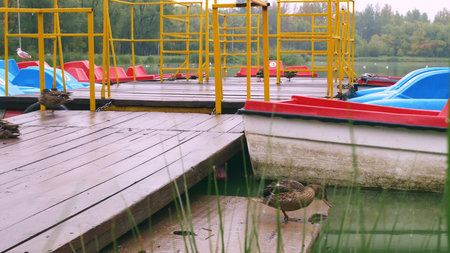 A wild duck jumps off a wooden pier to which colored boats are moored. The duck descends to the...