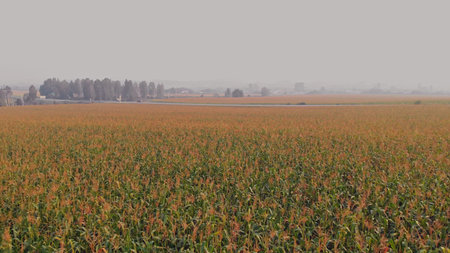 The drone flies over fields planted with corn, which is already ripe and ready to be harvested, the...