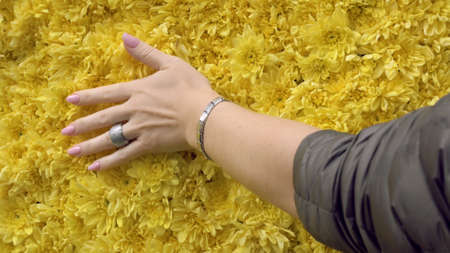 A womans hand touches soft yellow petals. An elegant hand with well-groomed fingers, beautiful manicure, silver jewelry from a ring and a bracelet.の写真素材