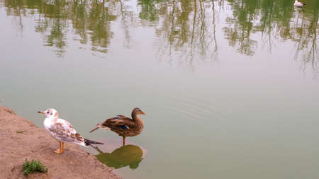 a duck is resting on a stone on the shore of a lake on a sunny summer day. Watch Duck on the lake. Bird watching concept. ducks living in an artificially created lake. Waterfowl life in city parkの写真素材