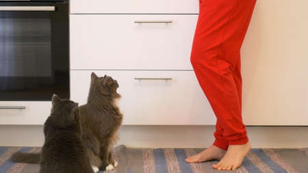 Two gray cats are spinning at the feet of the hostess begging for food while preparing dinner. Woman in the kitchen in red pants. The cat stands up on its hind legs and steals food from the tableの写真素材