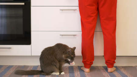 A gray cat is sitting in the kitchen at the feet of the hostess, waiting for her breakfast. A gray fluffy cat licks its paws before eating, begging for food from its mistress in the kitchenの写真素材