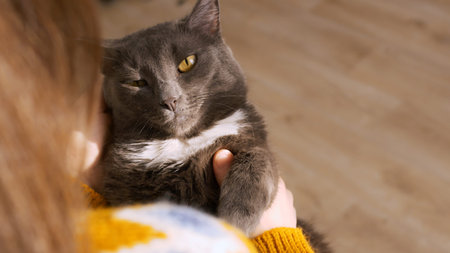 Close-up of a woman holding her beloved cat in her hands, stroking a cat who really enjoys...