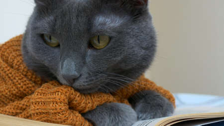 A cute gray cat close-up looks into the frame. The cat is dressed in a suit in the form of a brown cordegan. Love for pets. Cats live with us in the same house to catch mice.の写真素材