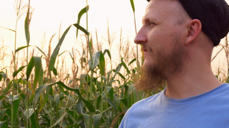 A bearded man in a cap inhales the aroma of corn in the field. Growing corn by farmers on an...