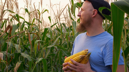 A happy farmer is harvesting his crops. Bearded man in a cap in a cornfield. Production and cultivation of food and animal feed on the field. Ecological product. Delicious corn.の写真素材