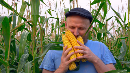 A bearded man, an American farmer in a cap with a ripe corn crop in his hands, makes his way through the thickets of a corn field. Production and cultivation of food and animal feed on the field.の写真素材