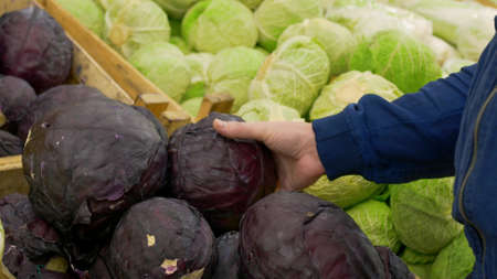 A man holds in his hands a head of fresh purple cabbage taken from a store shelf, buying cabbage at a farmers fair, a man chooses vegetables in the market for cooking at home.の写真素材