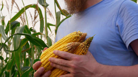 A happy farmer with a beard holds a fresh crop of golden corn in his cornfield. A man inhales the aroma of ripe corn cobs. Food industry on the farmの写真素材
