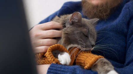 A gray fluffy cat in a suit for cats in the form of a knitted cordegan, the cat is held in his arms by his owner. The relationship between humans and pets. A cat shares loneliness with its owner.の写真素材