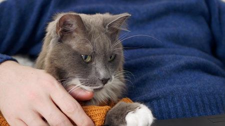 A close-up of a gray cat lies with his owner and looks funny from side to side, the owner hugs his...